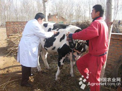 1、奶牛各階段飼料配方