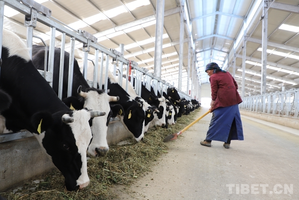 4、奶牛飼料品牌