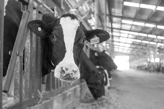 1、奶牛各階段飼料配方