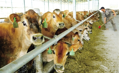 2、奶牛各階段飼料配方